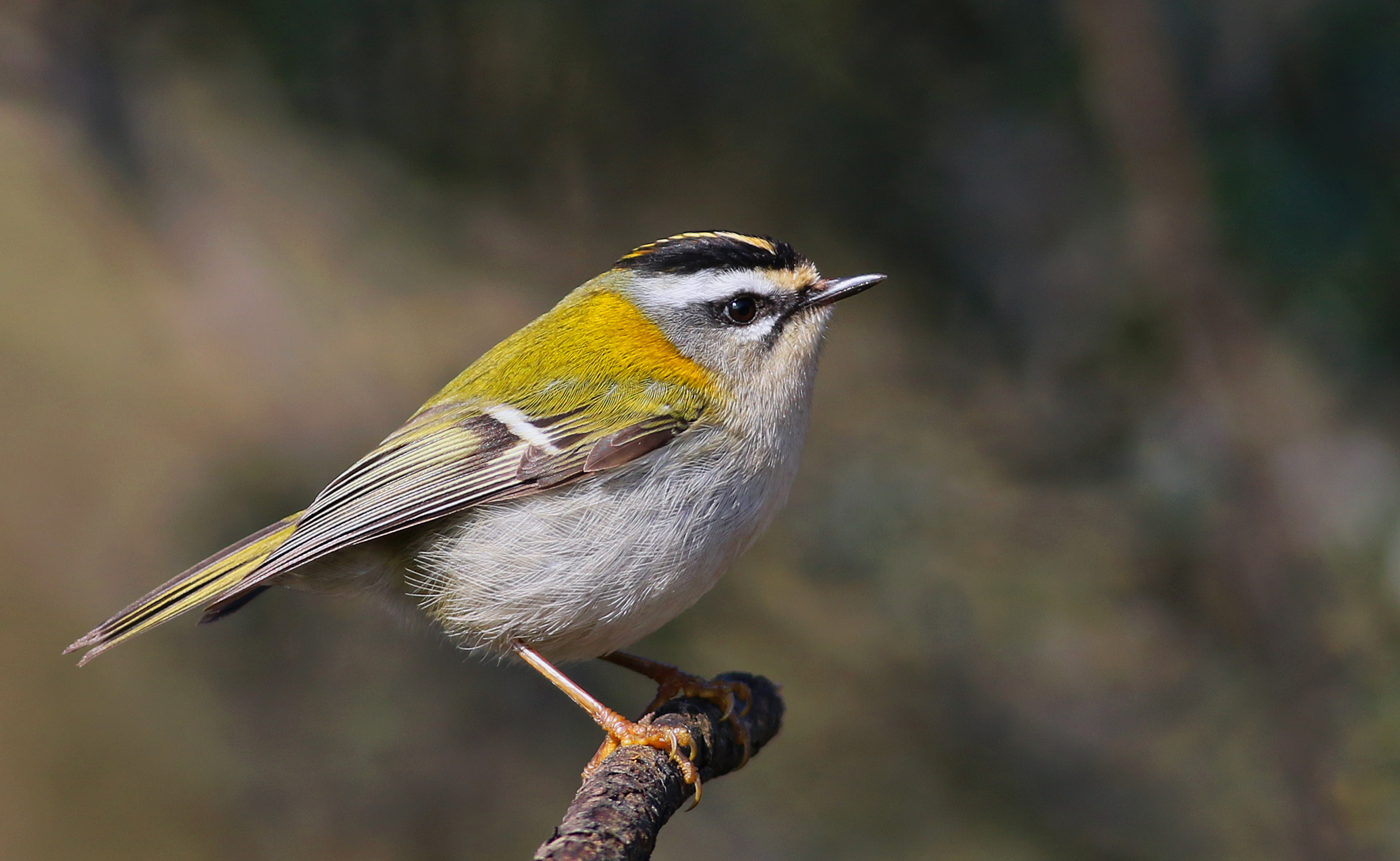 Common Firecrest